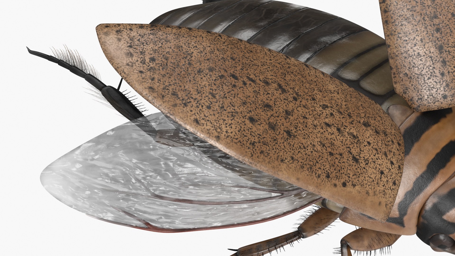 Hygrobia Beetle Beige Realistic Flying 3D model https://p.turbosquid.com/ts-thumb/Wq/kcVtwe/gZ/hygrobiabeetlebeigerealisticflyingvray3dmodel018/jpg/1718596235/1920x1080/fit_q87/536797b1540b411533db6f4ba5b55167f361b6c3/hygrobiabeetlebeigerealisticflyingvray3dmodel018.jpg