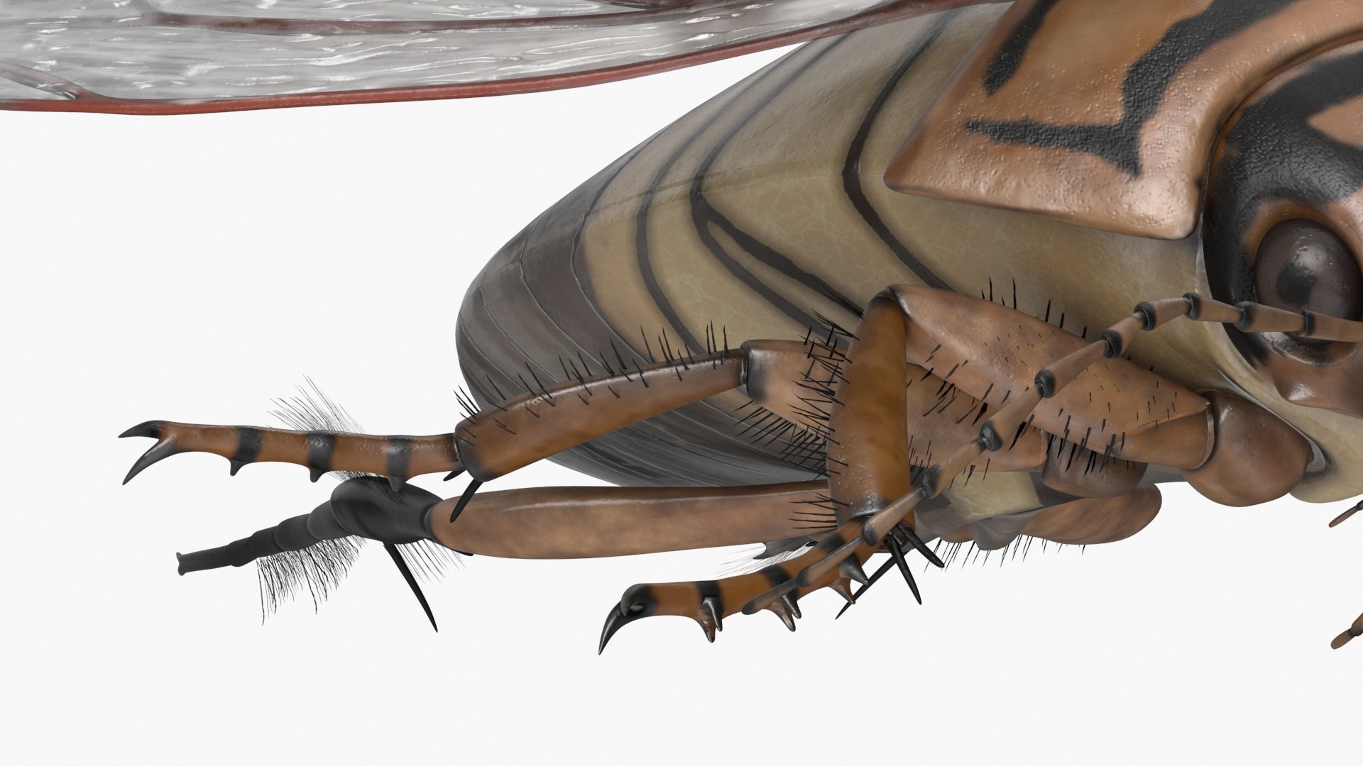 Hygrobia Beetle Beige Realistic Flying 3D model https://p.turbosquid.com/ts-thumb/Wq/kcVtwe/jd/hygrobiabeetlebeigerealisticflyingvray3dmodel020/jpg/1718596242/1920x1080/fit_q87/5ef94a2868a2c1b8ae39ff6888fa8fb8cda35a5b/hygrobiabeetlebeigerealisticflyingvray3dmodel020.jpg