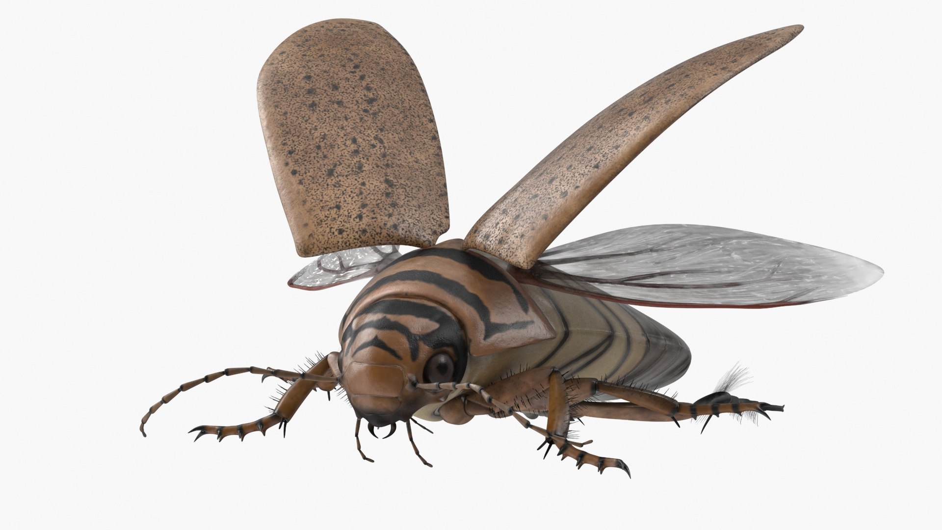 Hygrobia Beetle Beige Realistic Flying 3D model https://p.turbosquid.com/ts-thumb/Wq/kcVtwe/ot/hygrobiabeetlebeigerealisticflyingvray3dmodel013/jpg/1718596220/1920x1080/fit_q87/fed6460e8682a6560e9cf17e8925187b07b80d37/hygrobiabeetlebeigerealisticflyingvray3dmodel013.jpg