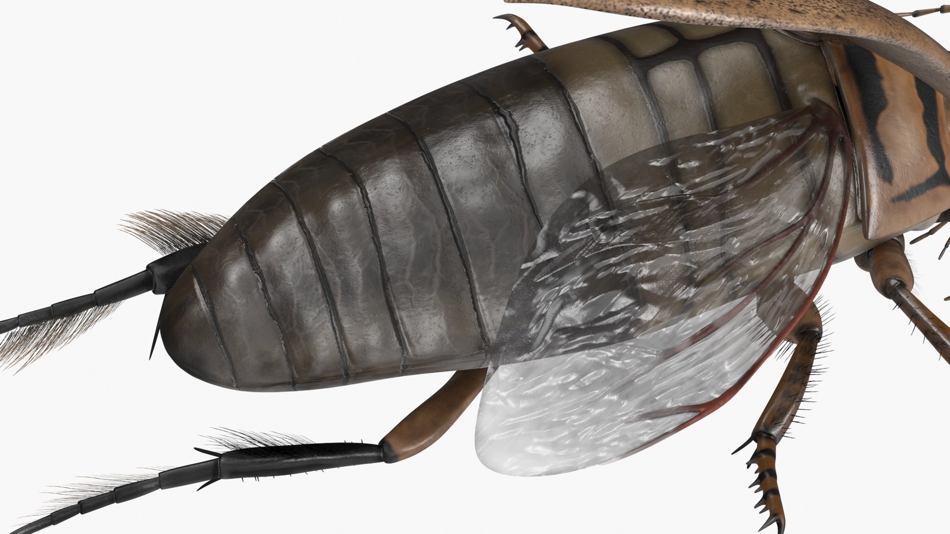 Hygrobia Beetle Beige Realistic Flying 3D model https://p.turbosquid.com/ts-thumb/Wq/kcVtwe/yJ/hygrobiabeetlebeigerealisticflyingvray3dmodel019/jpg/1718596238/1920x1080/fit_q87/507c1f973f72f9e205a0471f170bc803d80af8a1/hygrobiabeetlebeigerealisticflyingvray3dmodel019.jpg