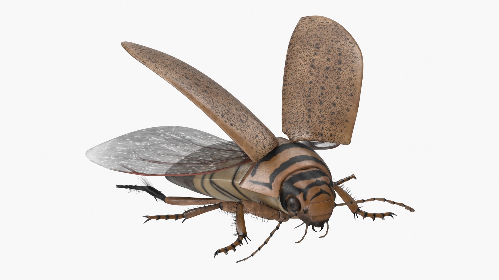 Hygrobia Beetle Beige Realistic Flying 3D model https://p.turbosquid.com/ts-thumb/Wq/kcVtwe/zY/hygrobiabeetlebeigerealisticflyingvray3dmodel012/jpg/1718596217/1920x1080/fit_q87/9f3c9b7aee5f9f7b3dd61474db620844321245fa/hygrobiabeetlebeigerealisticflyingvray3dmodel012.jpg