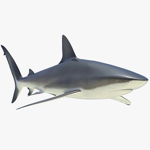 3D dusky shark rigged model