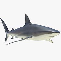Dusky Shark Rigged for Cinema 4D