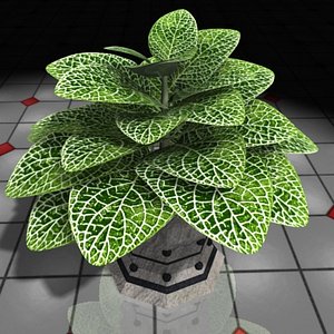 plant Fittonia