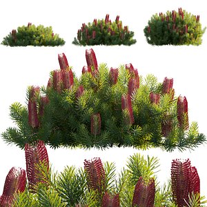 Banksia spinulosa - Hairpin Banksia 04