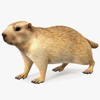 Alpine Marmot