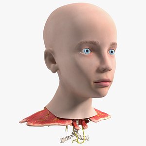 Girl Head Anatomy 3D model