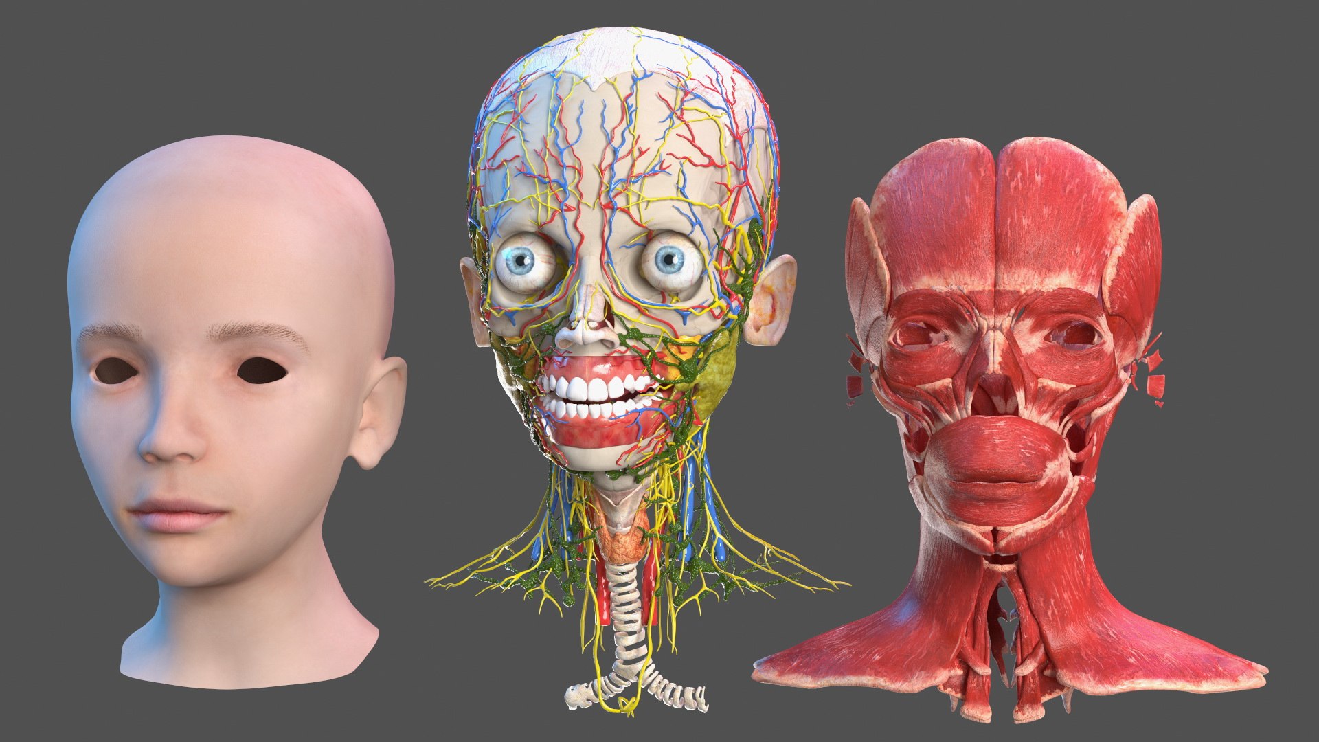 Girl Head Anatomy 3D model preview