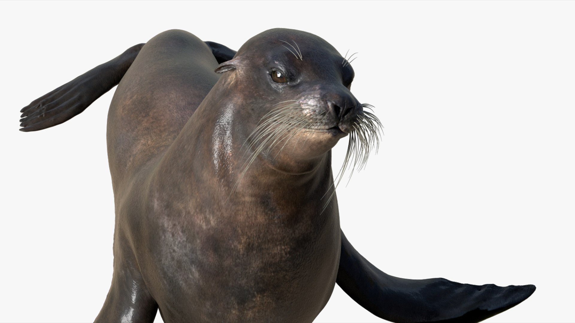 Seal Rigged 3D 3D https://p.turbosquid.com/ts-thumb/Wr/XjQMaV/6K/08/jpg/1751370253/1920x1080/fit_q87/56f5712875bcfaee5b4ee491b9e633d76f680eee/08.jpg