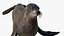 Seal Rigged 3D
