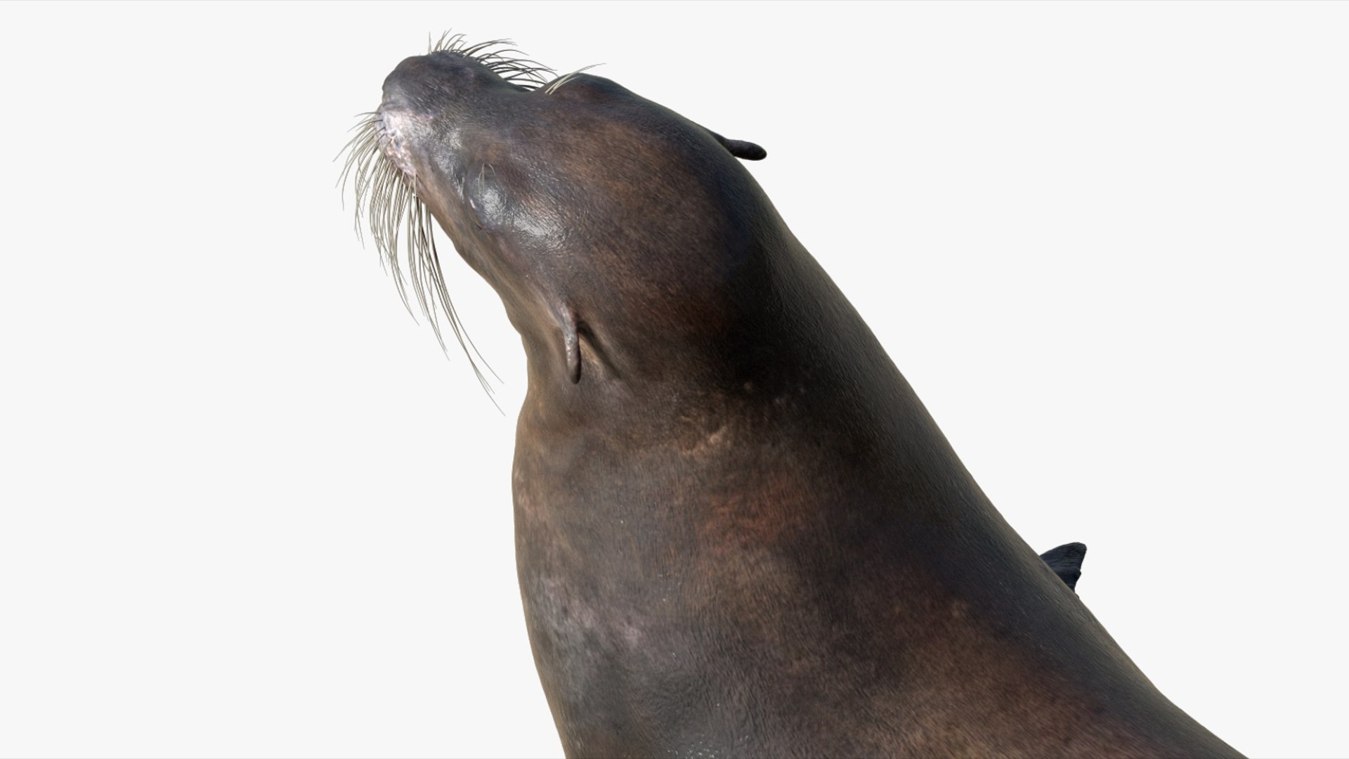 Seal Rigged 3D 3D https://p.turbosquid.com/ts-thumb/Wr/XjQMaV/71/06/jpg/1751370253/1920x1080/fit_q87/46d380579e4e29b90c4977465c4f49727cc54cfa/06.jpg