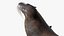 Seal Rigged 3D