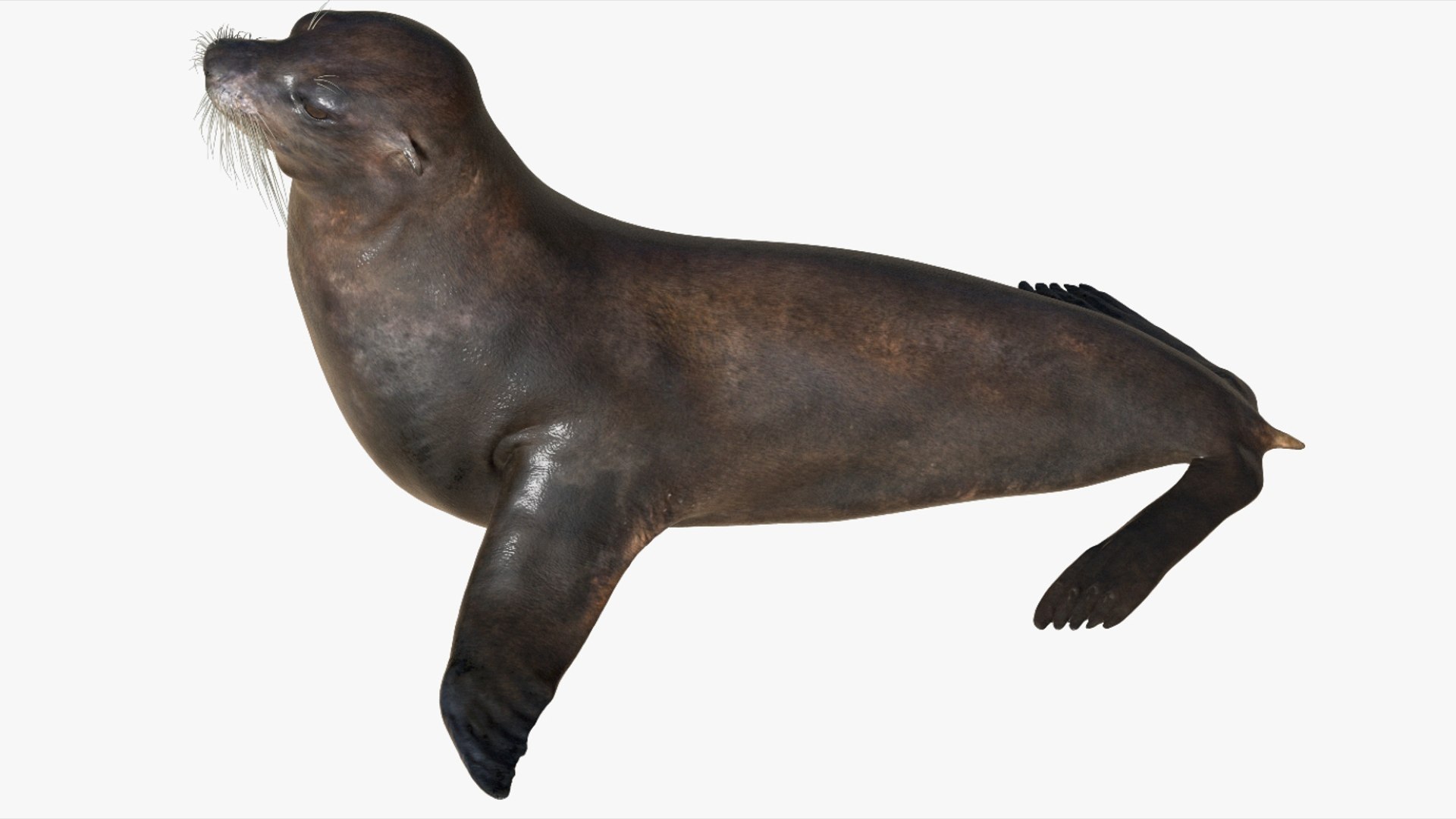 Seal Rigged 3D 3D https://p.turbosquid.com/ts-thumb/Wr/XjQMaV/8i/04/jpg/1751370251/1920x1080/fit_q87/1208e20379c183a52fc131df7aa09422b0d0106b/04.jpg