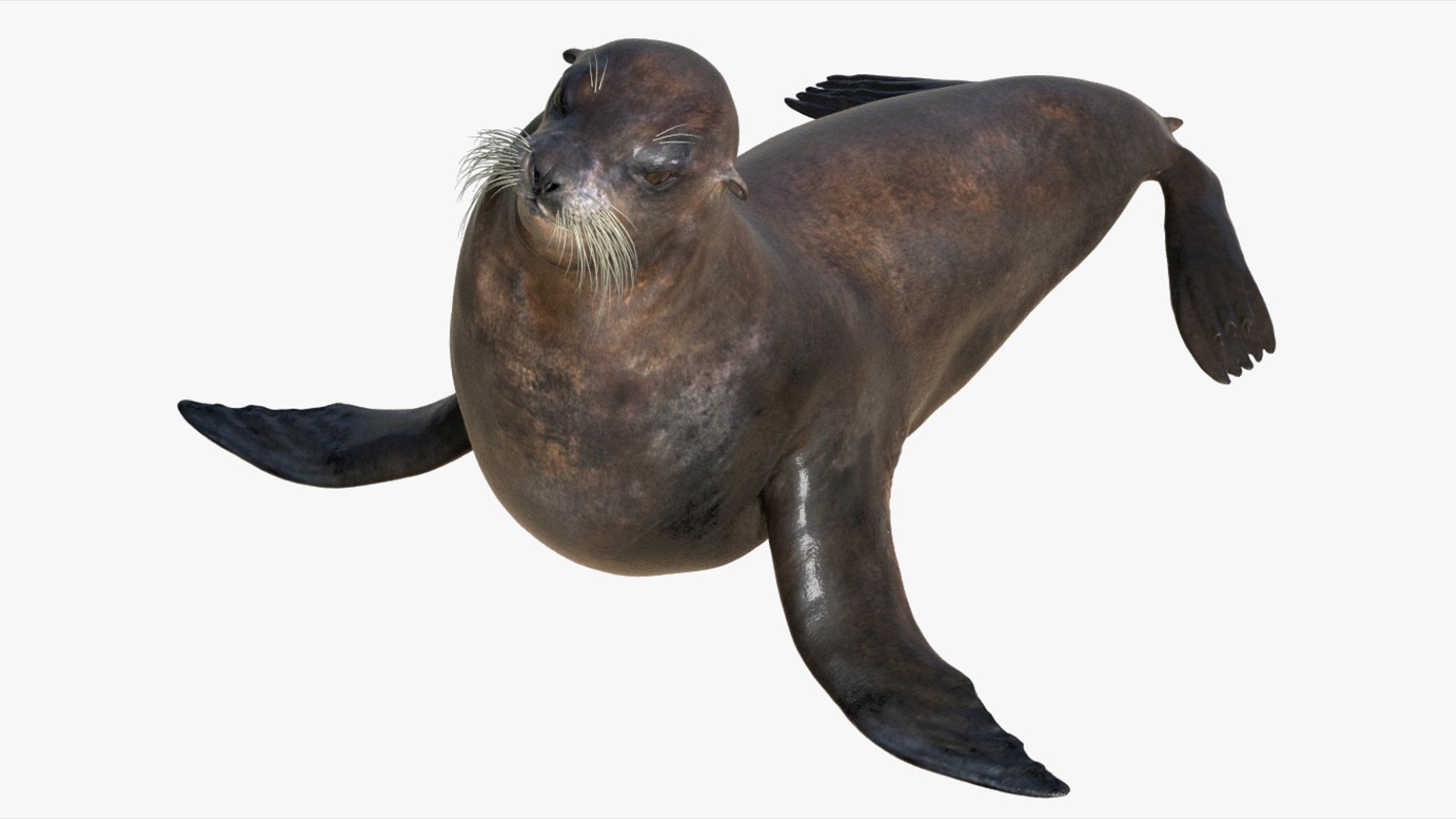Seal Rigged 3D 3D https://p.turbosquid.com/ts-thumb/Wr/XjQMaV/9o/13/jpg/1751370256/1920x1080/fit_q87/73371b1e4061a79662a87039f0212184fbbce9d5/13.jpg