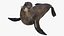 Seal Rigged 3D