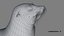 Seal Rigged 3D
