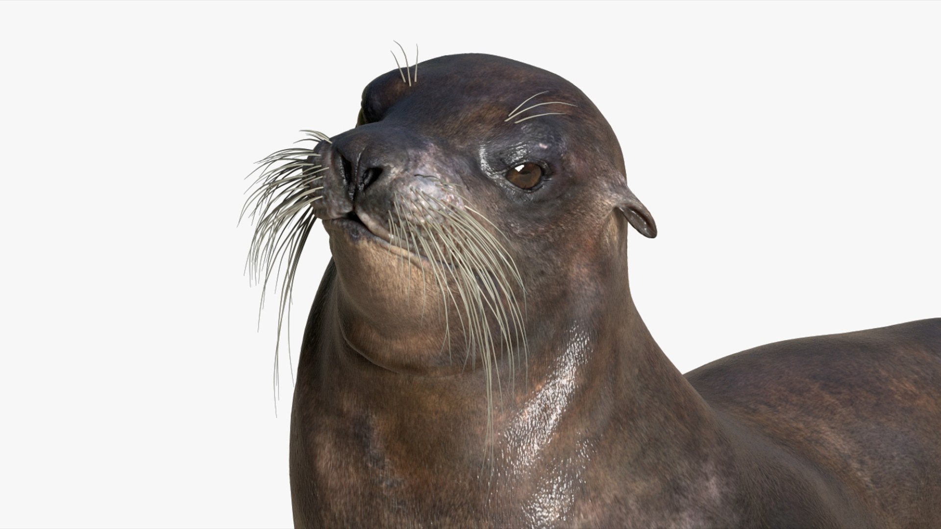 Seal Rigged 3D 3D https://p.turbosquid.com/ts-thumb/Wr/XjQMaV/M9/03/jpg/1751370250/1920x1080/fit_q87/bb05779d4a1ff1fb3a31d7cbfcd7ad968dc99f44/03.jpg