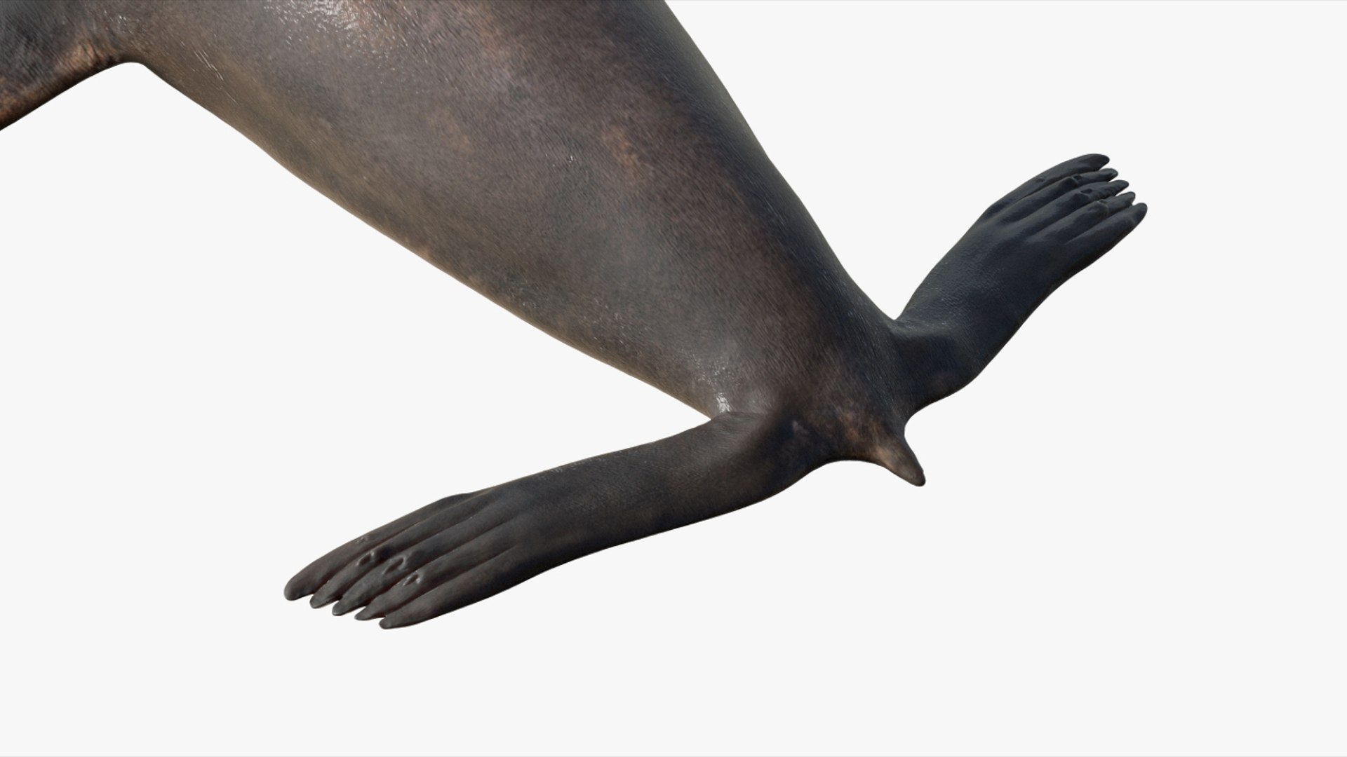 Seal Rigged 3D 3D https://p.turbosquid.com/ts-thumb/Wr/XjQMaV/Mm/14/jpg/1751370257/1920x1080/fit_q87/39a2700124099c6bbeba481aebffb17aaf15645c/14.jpg