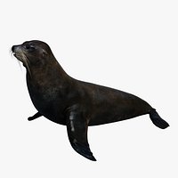 Seal Rigged 3D