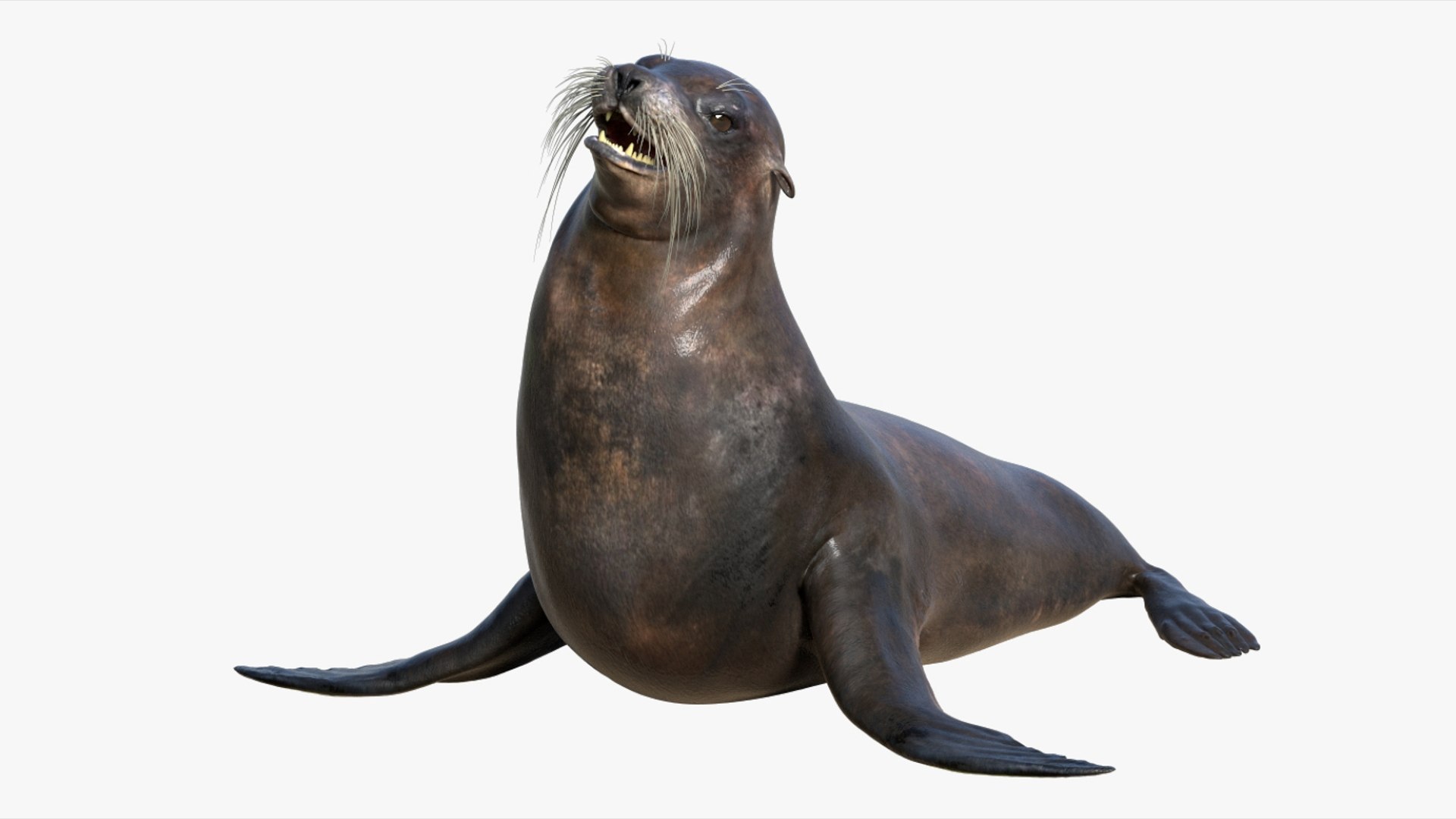 Seal Rigged 3D 3D https://p.turbosquid.com/ts-thumb/Wr/XjQMaV/QX/11/jpg/1751370255/1920x1080/fit_q87/f68a15e3d75149922bfc86fa0e17e7c1759298f1/11.jpg