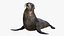 Seal Rigged 3D