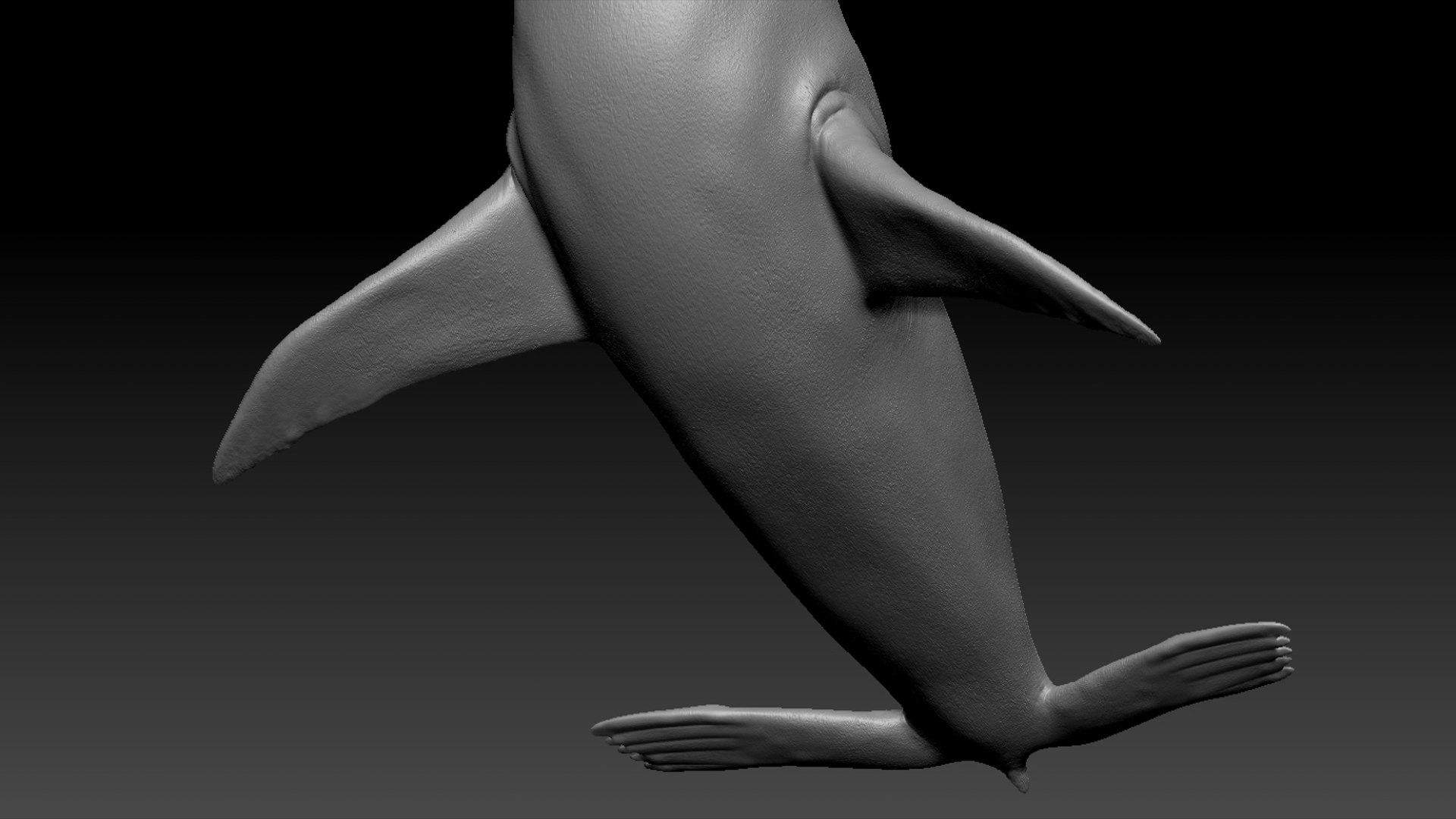 Seal Rigged 3D 3D https://p.turbosquid.com/ts-thumb/Wr/XjQMaV/ap/44/jpg/1751370266/1920x1080/fit_q87/5d35c1d5f69dc55324bcfd414acf7c7029f2d82b/44.jpg