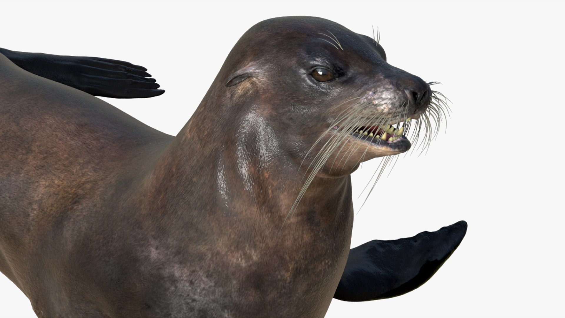 Seal Rigged 3D 3D https://p.turbosquid.com/ts-thumb/Wr/XjQMaV/hl/09/jpg/1751370254/1920x1080/fit_q87/eda464a045df0649bb77585c62a5dd75dae41570/09.jpg