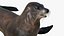 Seal Rigged 3D