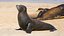 Seal Rigged 3D