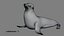 Seal Rigged 3D