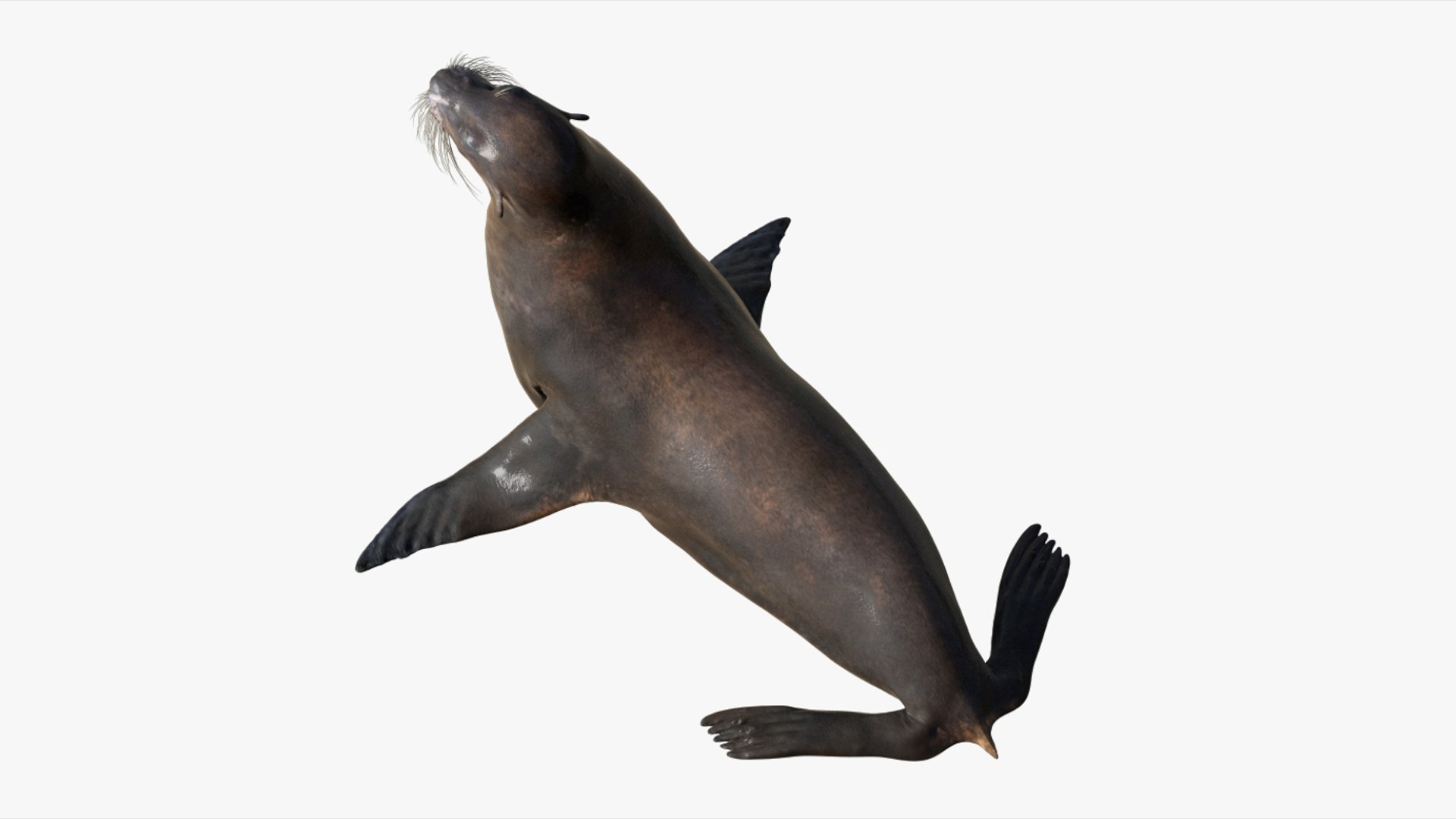 Seal Rigged 3D 3D https://p.turbosquid.com/ts-thumb/Wr/XjQMaV/qE/05/jpg/1751370252/1920x1080/fit_q87/8512bb9cd57cce35da1d5dee3f4960599a5f5f63/05.jpg