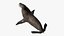 Seal Rigged 3D
