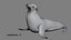 Seal Rigged 3D