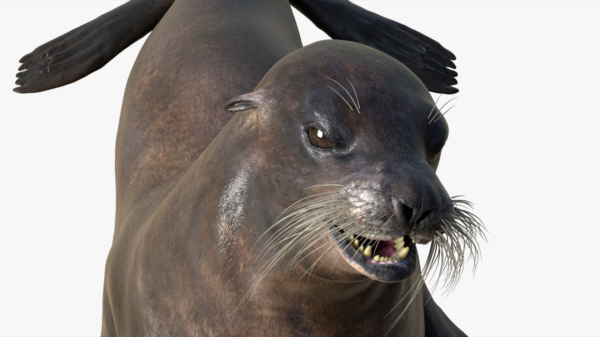 Seal Rigged 3D 3D https://p.turbosquid.com/ts-thumb/Wr/XjQMaV/xZ/10/jpg/1751370254/1920x1080/fit_q87/0ae2c2bc04db153bb292a105474397a520488370/10.jpg