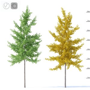 3D ginkgo biloba trees plants model