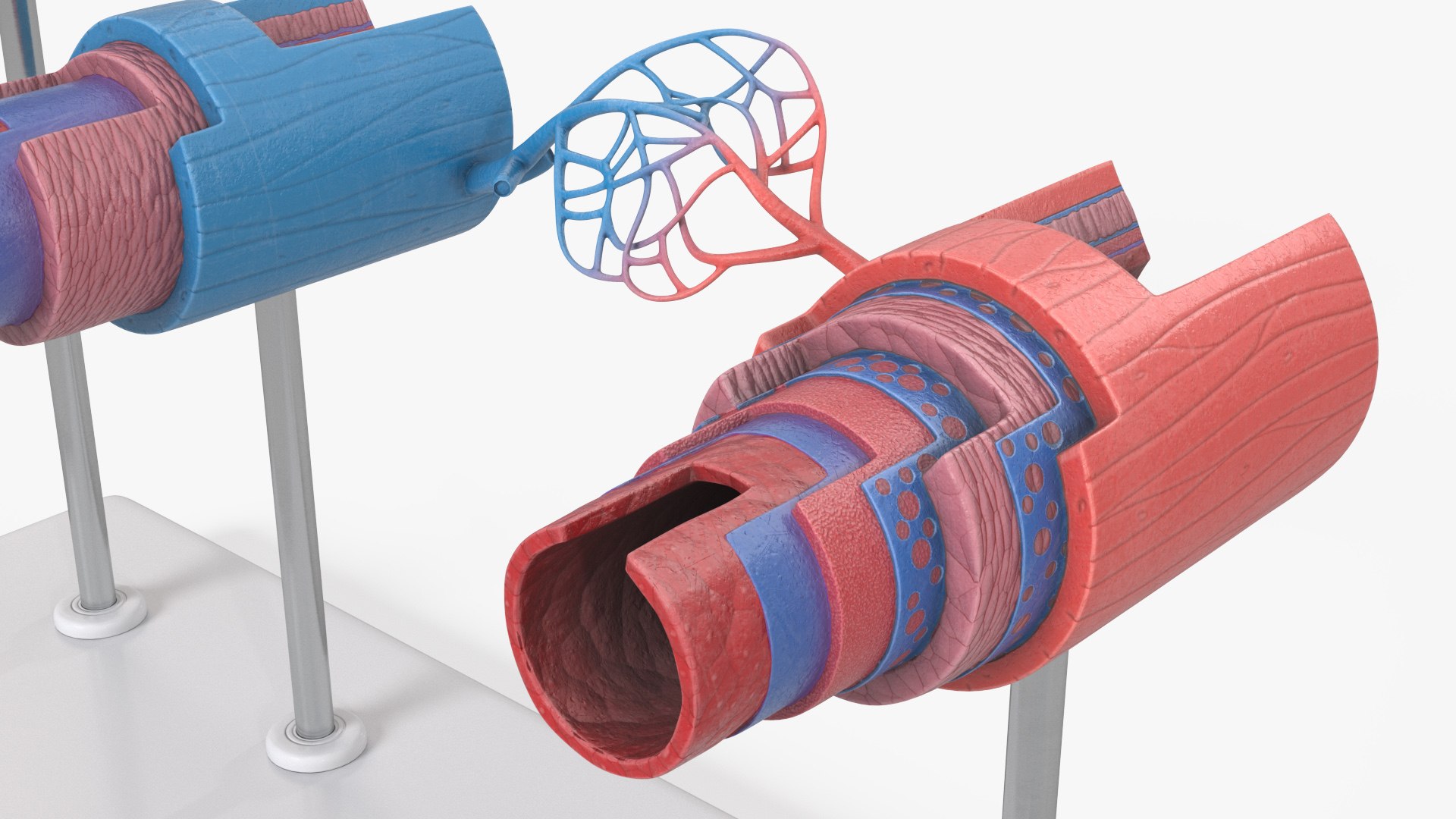 3D model Anatomical Model Blood Vessels and Artery in Section on Shaft https://p.turbosquid.com/ts-thumb/Wr/jnoym0/5W/anatomical_model_blood_vessels_and_artery_in_section_on_shaft_008/jpg/1744056158/1920x1080/fit_q87/95ae7e804c9b7f17034d15520104a9ee6bb00b42/anatomical_model_blood_vessels_and_artery_in_section_on_shaft_008.jpg