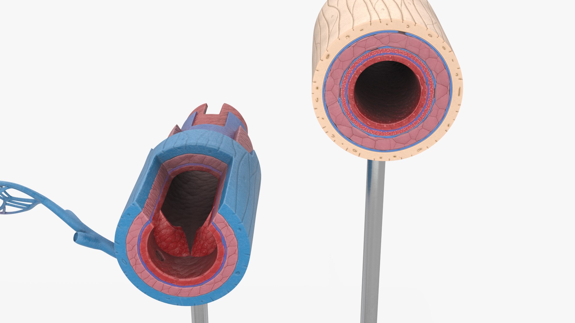 3D model Anatomical Model Blood Vessels and Artery in Section on Shaft https://p.turbosquid.com/ts-thumb/Wr/jnoym0/61/anatomical_model_blood_vessels_and_artery_in_section_on_shaft_006/jpg/1744056151/1920x1080/fit_q87/3e8c16ba012920dd35e12740f089db86e357d258/anatomical_model_blood_vessels_and_artery_in_section_on_shaft_006.jpg