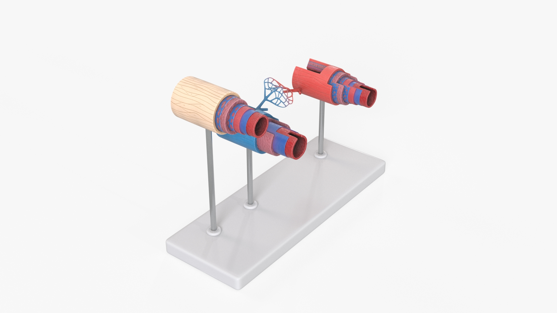 3D model Anatomical Model Blood Vessels and Artery in Section on Shaft https://p.turbosquid.com/ts-thumb/Wr/jnoym0/8P/anatomical_model_blood_vessels_and_artery_in_section_on_shaft_360/jpg/1744055930/1920x1080/turn_fit_q99/b5bae2ed84259ba11c56854c71b771920a2c3df8/anatomical_model_blood_vessels_and_artery_in_section_on_shaft_360-1.jpg