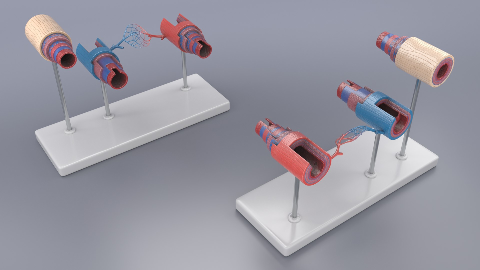 3D model Anatomical Model Blood Vessels and Artery in Section on Shaft https://p.turbosquid.com/ts-thumb/Wr/jnoym0/Pw/anatomical_model_blood_vessels_and_artery_in_section_on_shaft_004/jpg/1744056141/1920x1080/fit_q87/1f9c9604a823ccf62a78be4360d1b79499eb3612/anatomical_model_blood_vessels_and_artery_in_section_on_shaft_004.jpg
