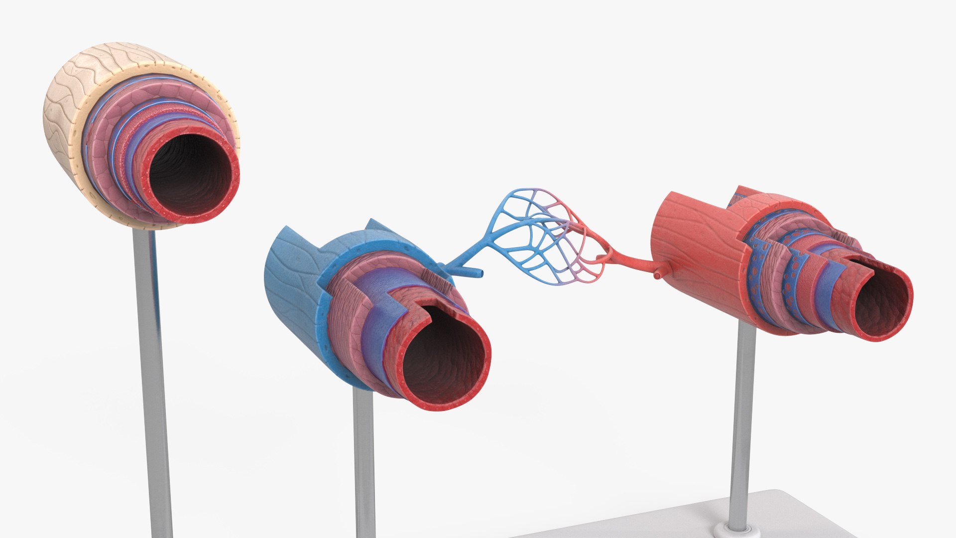 3D model Anatomical Model Blood Vessels and Artery in Section on Shaft https://p.turbosquid.com/ts-thumb/Wr/jnoym0/T8/anatomical_model_blood_vessels_and_artery_in_section_on_shaft_005/jpg/1744056147/1920x1080/fit_q87/8f0764353ec9255e832f4d8d27b2ab3cf3a0d022/anatomical_model_blood_vessels_and_artery_in_section_on_shaft_005.jpg