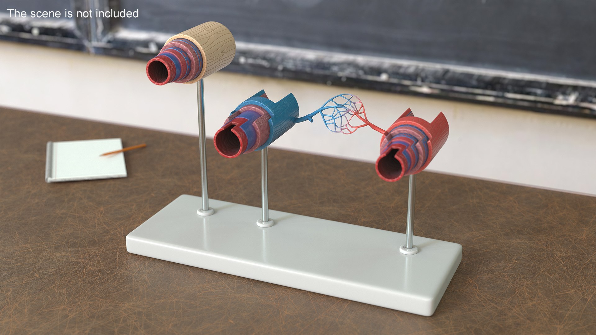 3D model Anatomical Model Blood Vessels and Artery in Section on Shaft https://p.turbosquid.com/ts-thumb/Wr/jnoym0/jN/anatomical_model_blood_vessels_and_artery_in_section_on_shaft_003/jpg/1744056137/1920x1080/fit_q87/67e68f518beedfe01022fa6a00037bbaf31c2d93/anatomical_model_blood_vessels_and_artery_in_section_on_shaft_003.jpg