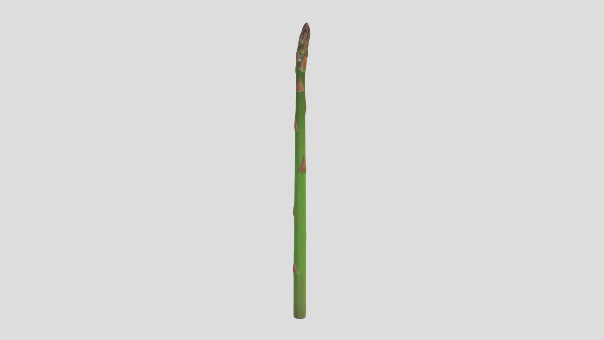 Asparagus Low Poly 3D model https://p.turbosquid.com/ts-thumb/Wr/k9uVwt/ok/asparagus_low_poly_pbr3/png/1724485169/1920x1080/fit_q87/25080357fce483152a6bff058333869bbc64fc9a/asparagus_low_poly_pbr3.jpg