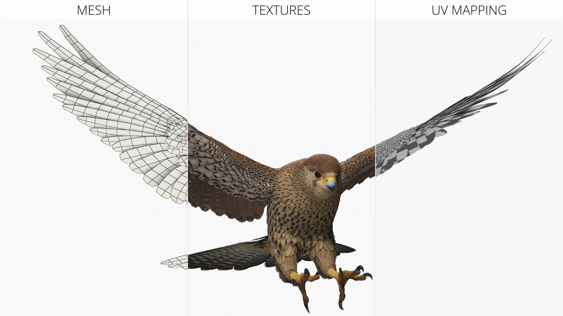 3D model Falcon Bird Attack Pose Brown https://p.turbosquid.com/ts-thumb/Wr/pQHuI0/79/falcon_bird_attack_pose_brown_009/jpg/1767060110/1920x1080/fit_q87/fa975ad26dfcc59d40c7e06a8bc1d877dc855290/falcon_bird_attack_pose_brown_009.jpg