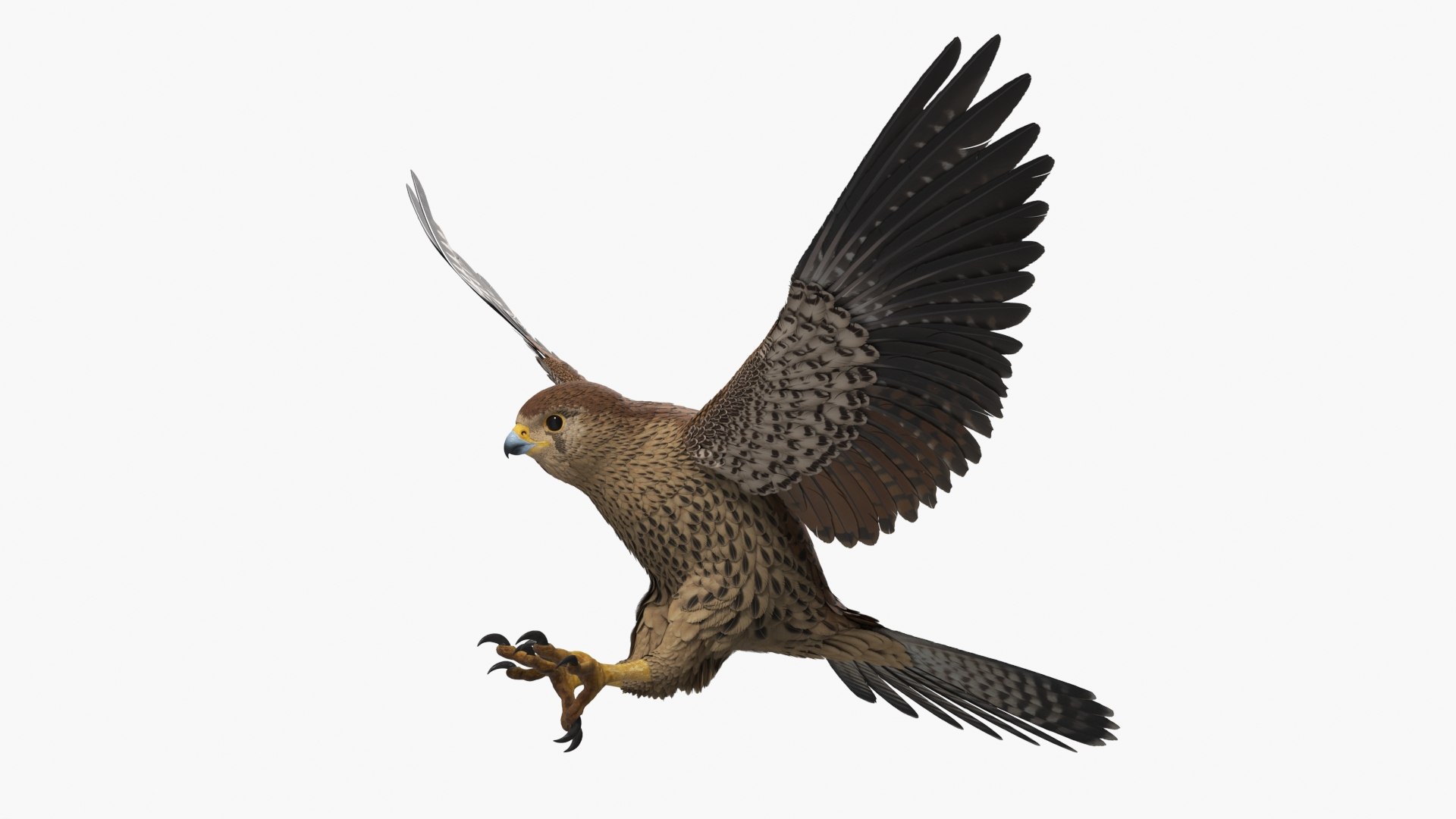 3D model Falcon Bird Attack Pose Brown https://p.turbosquid.com/ts-thumb/Wr/pQHuI0/BB/falcon_bird_attack_pose_brown_006/jpg/1767060101/1920x1080/fit_q87/6af802661c24a1de1cb84cb9afd82d98341ac563/falcon_bird_attack_pose_brown_006.jpg