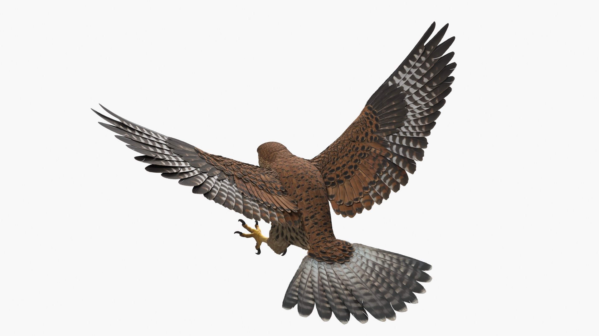 3D model Falcon Bird Attack Pose Brown https://p.turbosquid.com/ts-thumb/Wr/pQHuI0/GB/falcon_bird_attack_pose_brown_007/jpg/1767060104/1920x1080/fit_q87/8b34d1e72ec30390c9c1d7706dc9dd166b5b203a/falcon_bird_attack_pose_brown_007.jpg