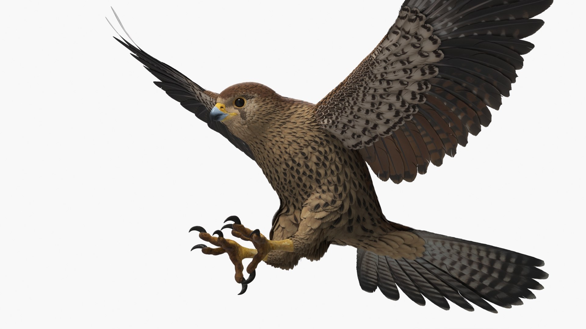 3D model Falcon Bird Attack Pose Brown https://p.turbosquid.com/ts-thumb/Wr/pQHuI0/aR/falcon_bird_attack_pose_brown_002/jpg/1767060002/1920x1080/fit_q87/2e18729aea23fb9eb17cf0cca0e9e50d808c08c1/falcon_bird_attack_pose_brown_002.jpg