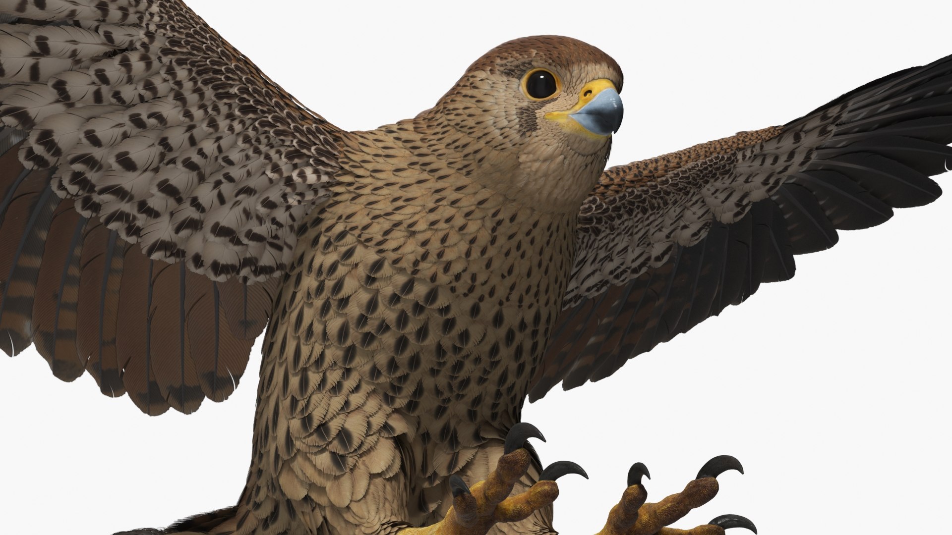 3D model Falcon Bird Attack Pose Brown https://p.turbosquid.com/ts-thumb/Wr/pQHuI0/fk/falcon_bird_attack_pose_brown_008/jpg/1767060107/1920x1080/fit_q87/b1108d0a3e94b21147addea3941e726370f62fe4/falcon_bird_attack_pose_brown_008.jpg