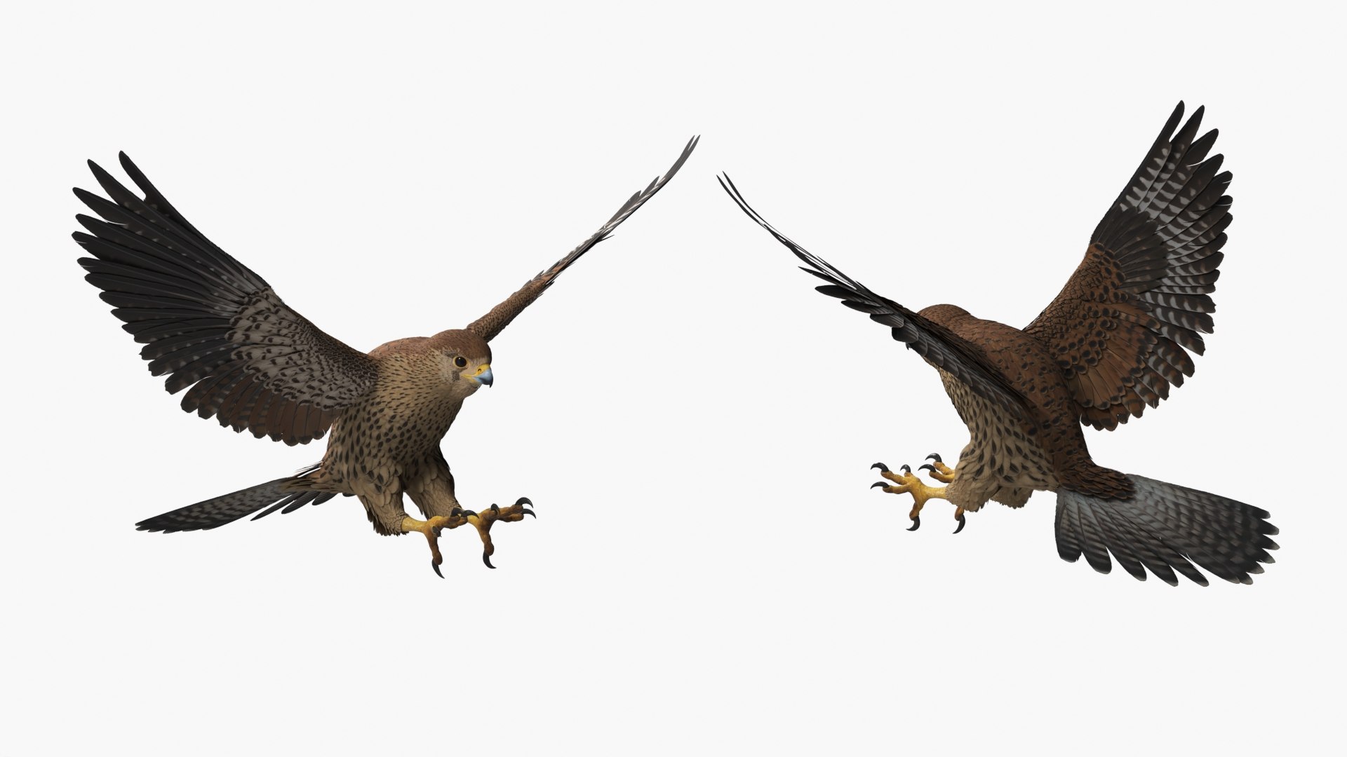 3D model Falcon Bird Attack Pose Brown https://p.turbosquid.com/ts-thumb/Wr/pQHuI0/zR/falcon_bird_attack_pose_brown_005/jpg/1767060098/1920x1080/fit_q87/9937acbe207eb32b4794bfcf90a67a9a4eca1868/falcon_bird_attack_pose_brown_005.jpg