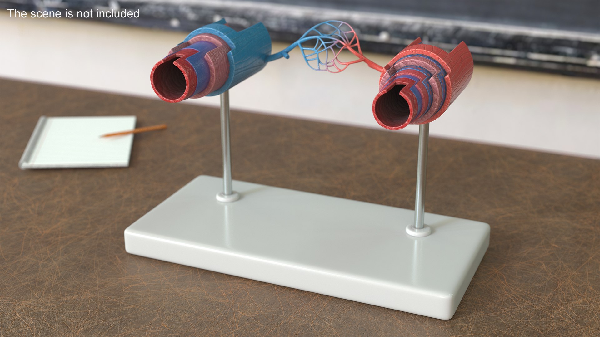 Anatomical Model Blood Vessels in Section on Shaft 3D https://p.turbosquid.com/ts-thumb/Wr/qTm4l5/18/anatomical_model_blood_vessels_in_section_on_shaft_003/jpg/1744320646/1920x1080/fit_q87/b5fec1da147d919432714049e1beadfd619bf0a1/anatomical_model_blood_vessels_in_section_on_shaft_003.jpg