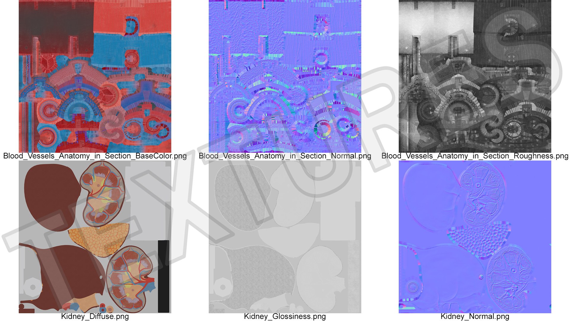 Anatomical Model Blood Vessels in Section on Shaft 3D https://p.turbosquid.com/ts-thumb/Wr/qTm4l5/4b/anatomical_model_blood_vessels_in_section_on_shaft_014/jpg/1744320693/1920x1080/fit_q87/c2b9345f2f4ad62e76937d1ba8508490c485a510/anatomical_model_blood_vessels_in_section_on_shaft_014.jpg